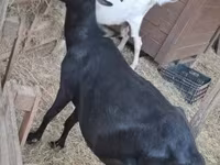 母山羊, Goats — 照片 8