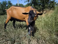 Козёл, Альпийская коза — фото 4