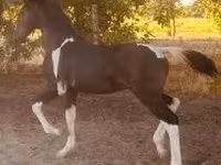 حصان, Dutch warmblood horse — الصورة 4