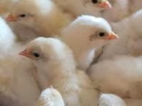 Chickens — الصورة 3