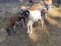 Kos, Cameroon sheep — 6. fotó