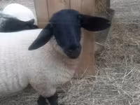 公羊, White Suffolk sheep — 照片 6