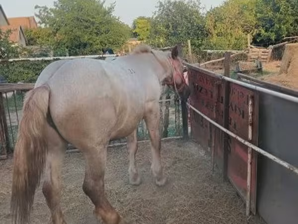 Caballo, Caballos
