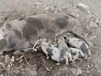 Süldőanya, Sertések — 2. fotó