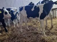 Býk, Russian Black pied cattle — foto 5