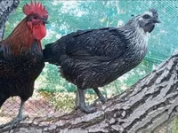 Ayam Cemani — 1. fotó