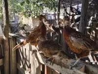 Guinea fowl — Foto 8