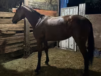 Mare, French Trotter — photo 2