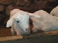 Bak, Saanen goat — 7. fotó