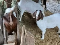 बकरा, Boer goat — फ़ोटो 8