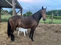 Hing, Lipizzaner — 8. fotó