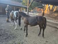 公马, Welsh Cob — 照片 5