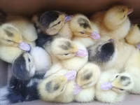 Ducks — 3. fotó