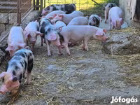 Eber, Schweine — Foto 6