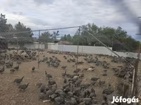 Guinea fowl — Foto 4