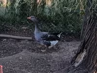 Geese — 1. fotó