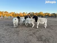 मेढ़ा, Dorper sheep — फ़ोटो 2