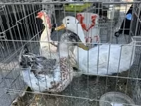 Chickens — zdjęcie 3