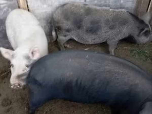Säue, Schweine — Ungarn