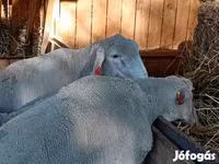 Kos, Merino sheep — 4. fotó