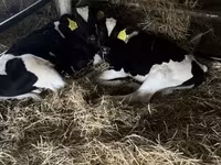 सांड, Russian Black pied cattle — फ़ोटो 1