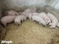 Sow, Крупная белая — photo 4