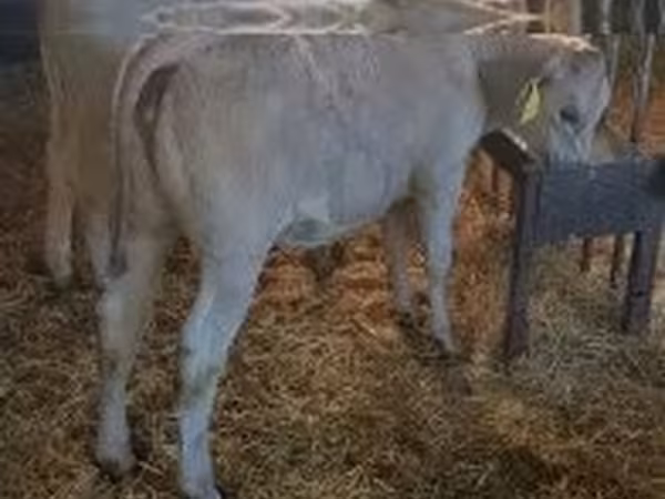 Cow, Cattle — Hungary