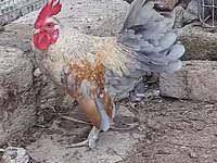 Chickens — photo 4