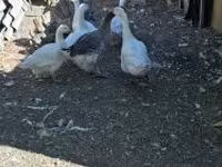Geese — Foto 2