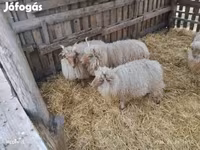 Ram, Racka sheep — photo 6