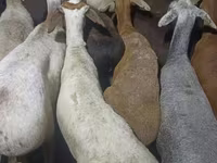 Kos, Kazakh fat-tailed coarsewool sheep — 1. fotó