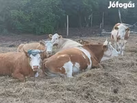 Vaca, Simmental cattle — foto 1