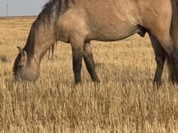 Horse (M), Bashkir horse — photo 4