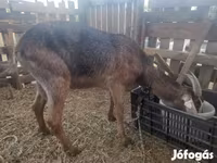 Коза, Нубийская коза или англо-нубийская — фото 2