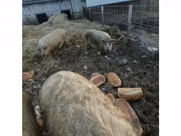 母猪, 