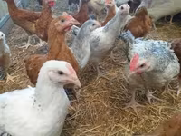 Chickens — zdjęcie 1
