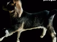 Chèvre, Alpine goat — photo 2