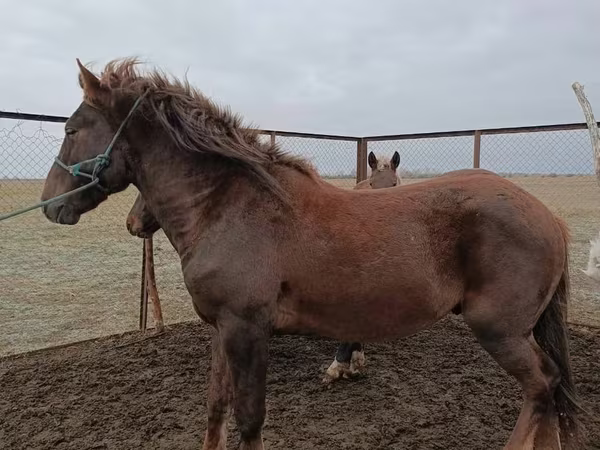 Cavalo, Cavalos