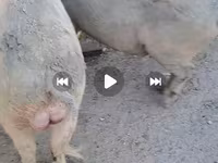 Sow, Pigs — photo 5