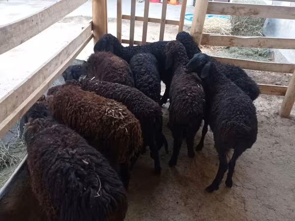 Qoyun, Tajik sheep