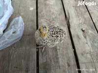 Quails — foto 7
