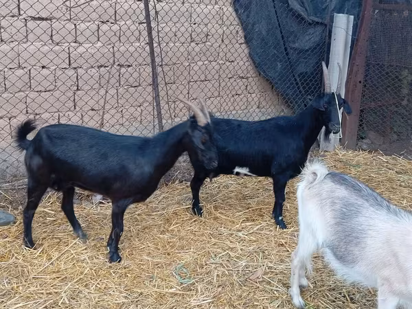 Bak, Saanen goat