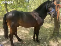 Hengst, Indian half-bred — Foto 2