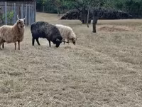 Ram, Racka sheep — photo 2