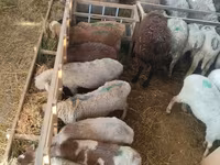 Sheep, Beulah Speckled face sheep — photo 3