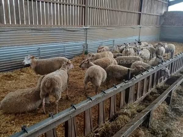 भेड़, Rouge de l’Ouest sheep