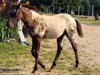 Бие, Appaloosa — 8-сурет