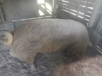Verro — foto 3