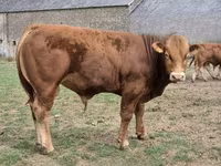 Bull, Limousin cow — photo 4