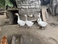 Geese — फ़ोटो 2